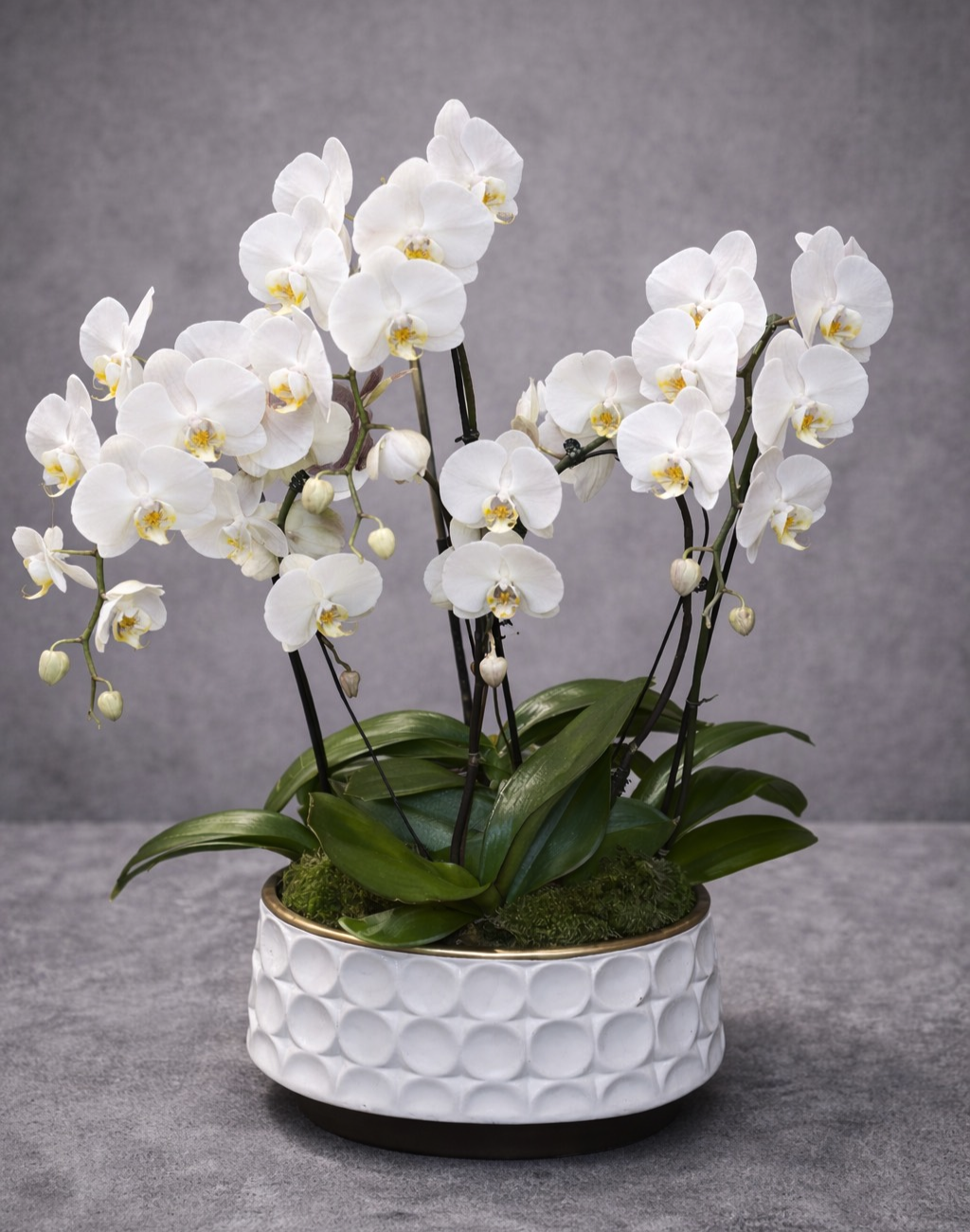 Luxury White Orchid in Vase – Flower Delivery Las Vegas