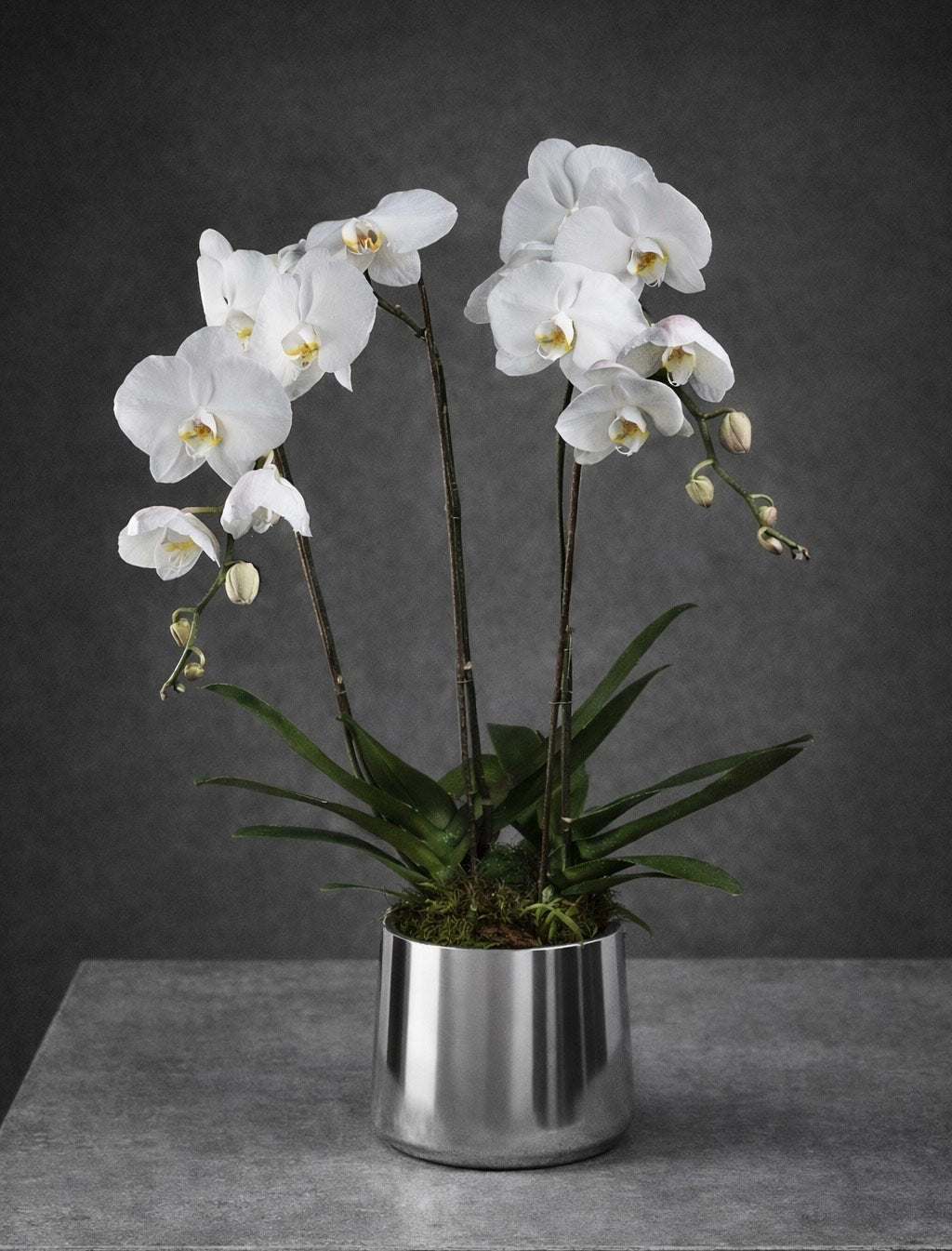 White Orchid Luxury Arrangement – Las Vegas