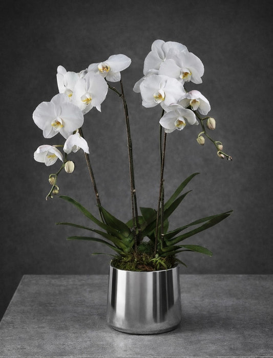 Silver Orchid